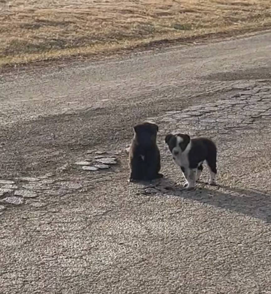 Woman finds 2 puppies alone in road — and follows them to a family in need