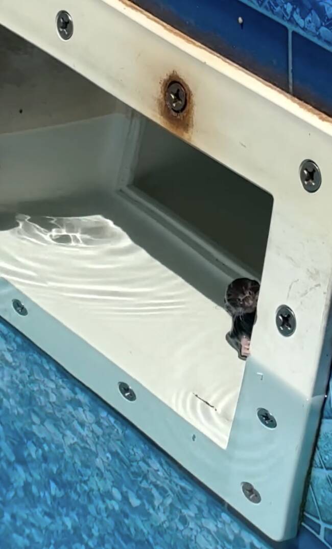 Family Spots Tiny Hand In Pool Filter — And Finds Mystery Animal Clinging To Life