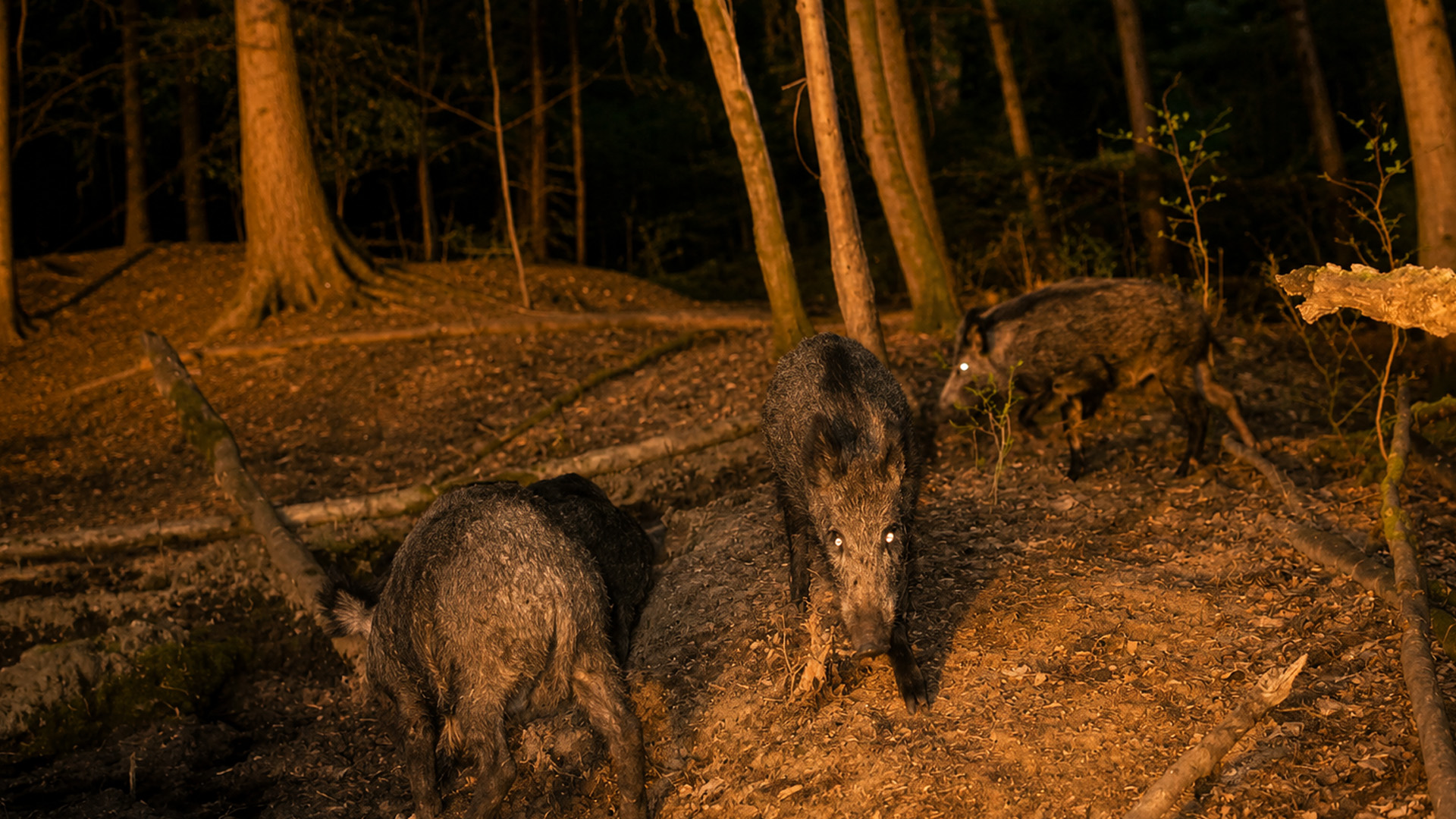 Hidden camera captures a wild boar family roaming the forest at night
