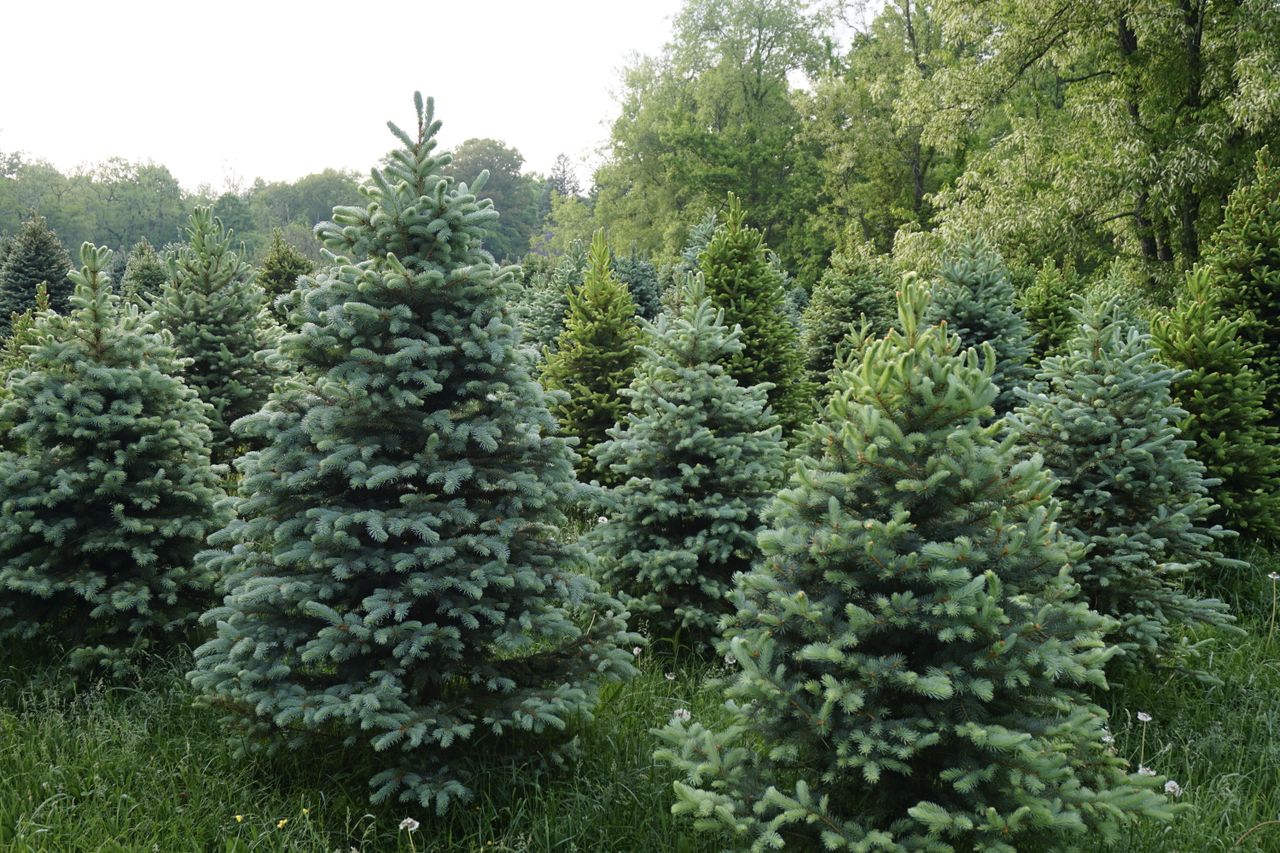 conifer trees