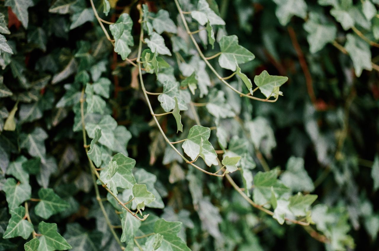 close up view of english ivy