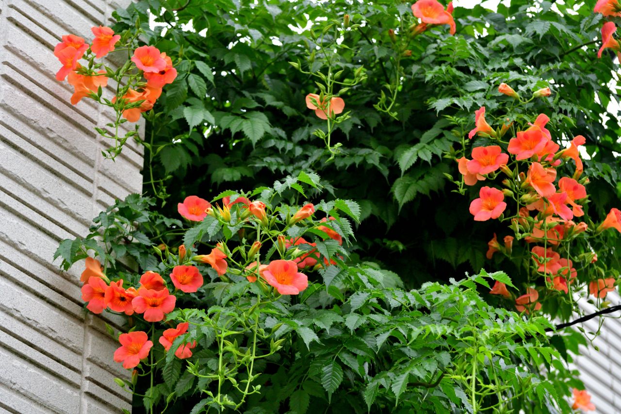 trumpet creeper growing alongside exterior wall