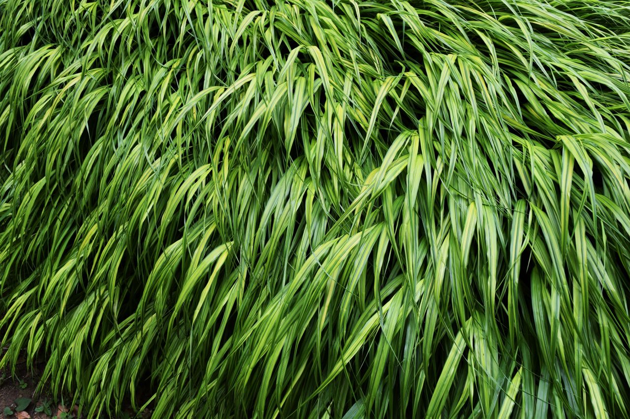 japanese forest grass