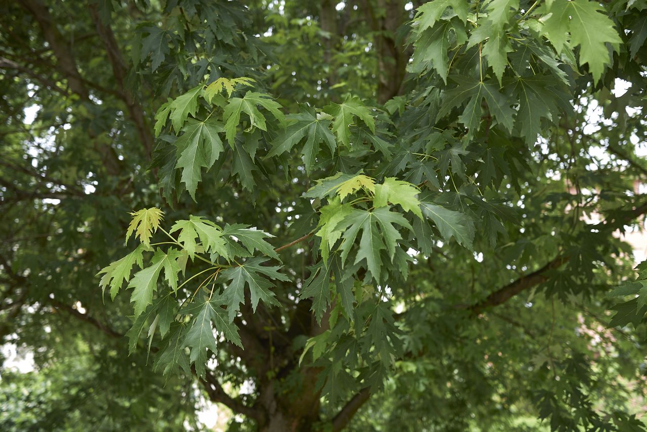 Acer saccharinum foliage