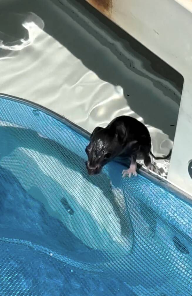 Family Spots Tiny Hand In Pool Filter — And Finds Mystery Animal Clinging To Life