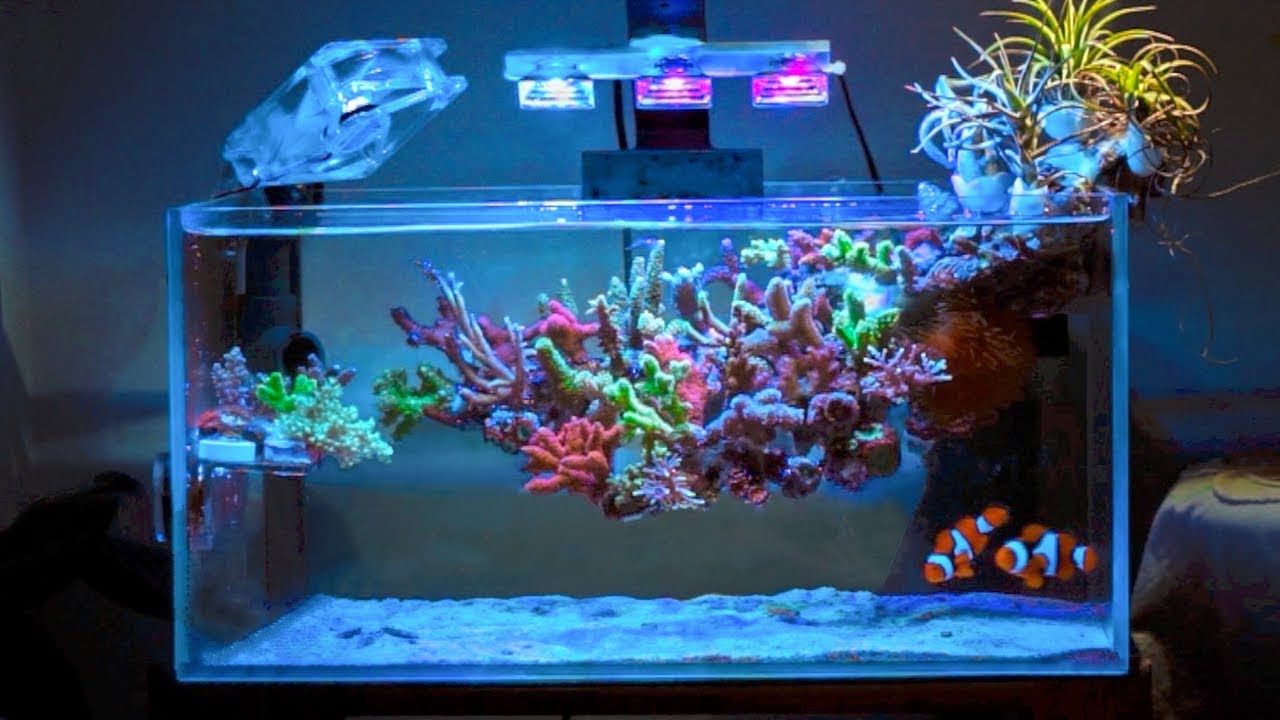 This coral reef is floating