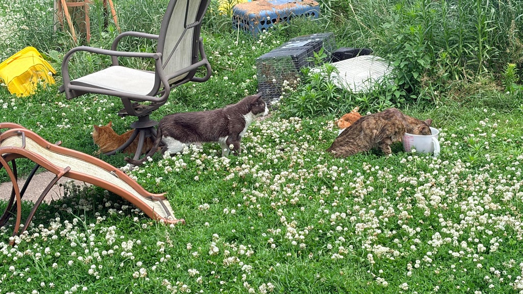 71 cats rescued by Animal Humane Society