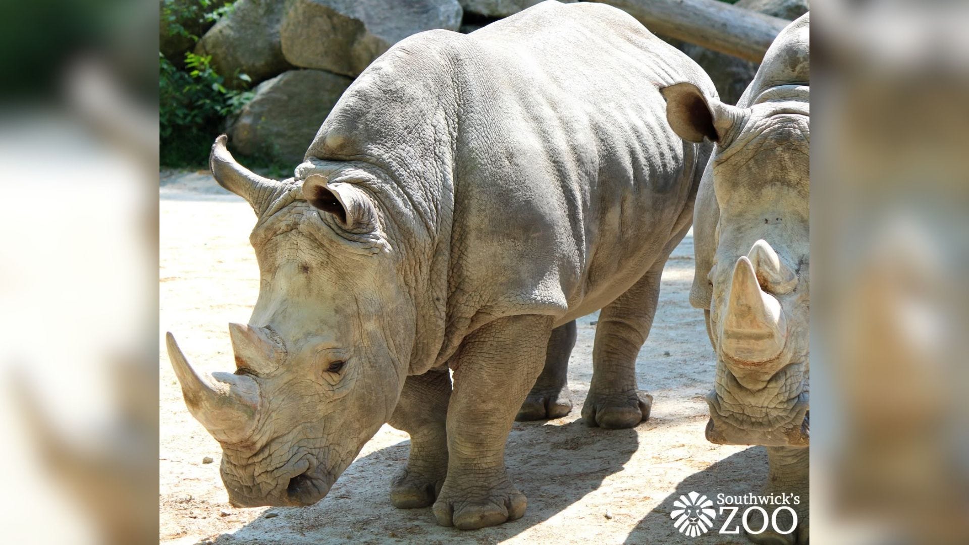 Southwick Zoo mourns loss of beloved white rhino after 'unexpected' death