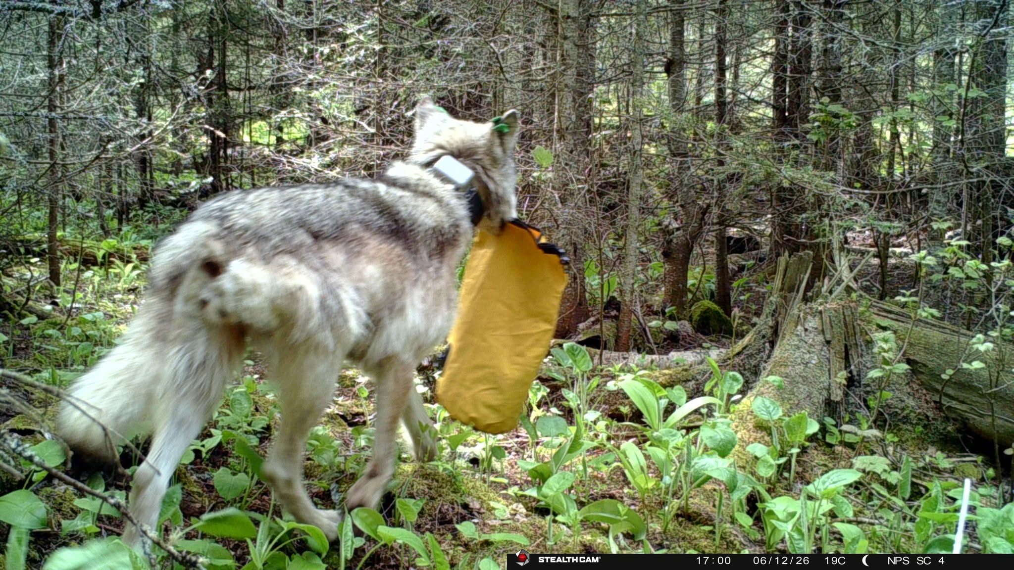 Wolf's concerning behavior leads to tent camping ban at campground in Michigan National Park