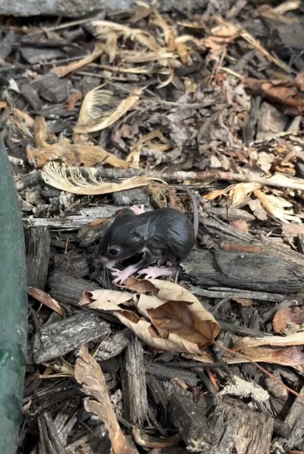 Family Spots Tiny Hand In Pool Filter — And Finds Mystery Animal Clinging To Life
