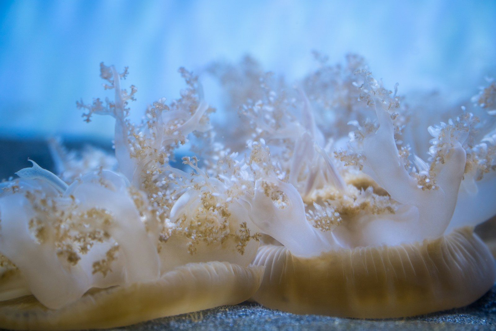 Scientists discover strange deep-sea animals thriving nearly 10,000 ...