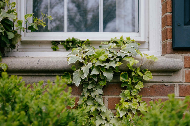 8 common plants that could be harming your home’s structure and safety