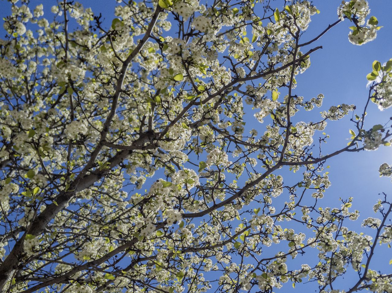 Bradford pear tree branches
