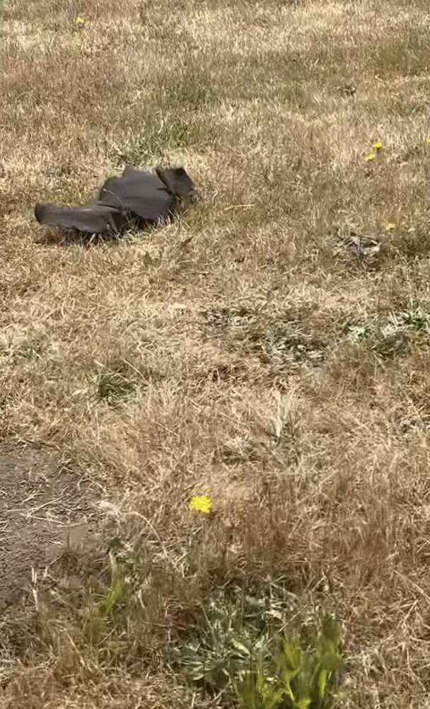 Woman rushes to help an injured 'squirrel' — then sees what it really is