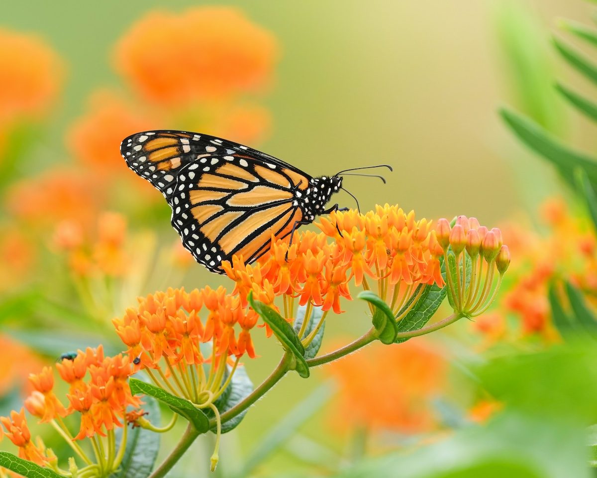 10 Nature Photography Tips From Our Favorite Photographers