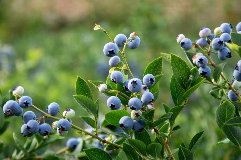 How to know when blueberries are ready to pick