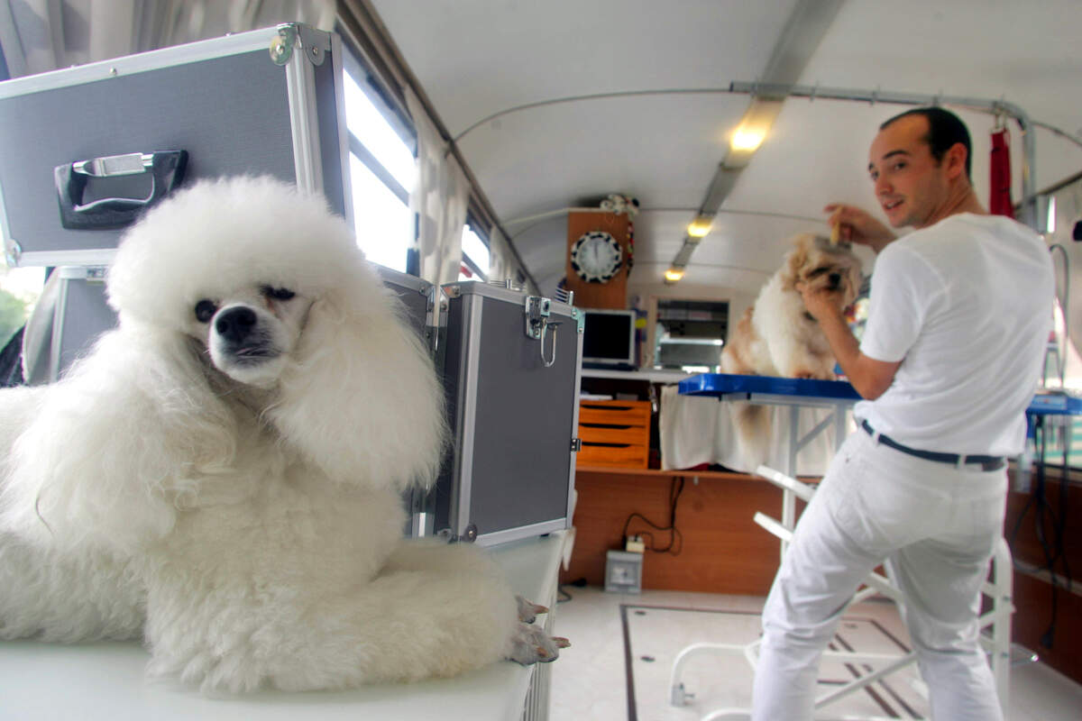 The mobile dog grooming industry is on track to nearly double by 2034 ...