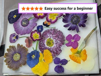 Pressed flowers arranged on a white background, showcasing various shapes and textures
