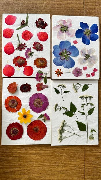 Pressed flower art collection featuring various floral designs and leaf arrangements on decorative paper suitable for home decor or craft projects
