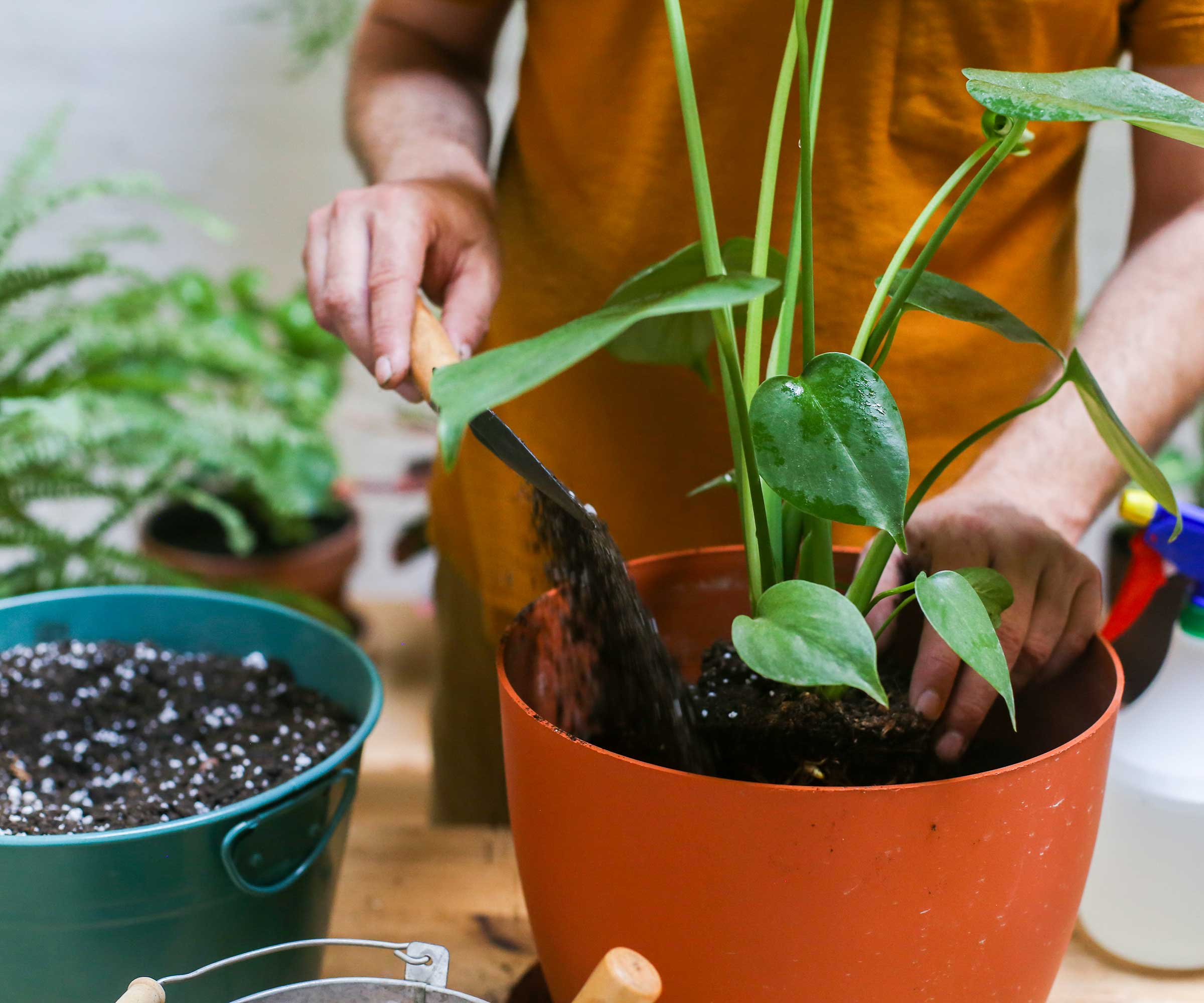 potting up a monstera