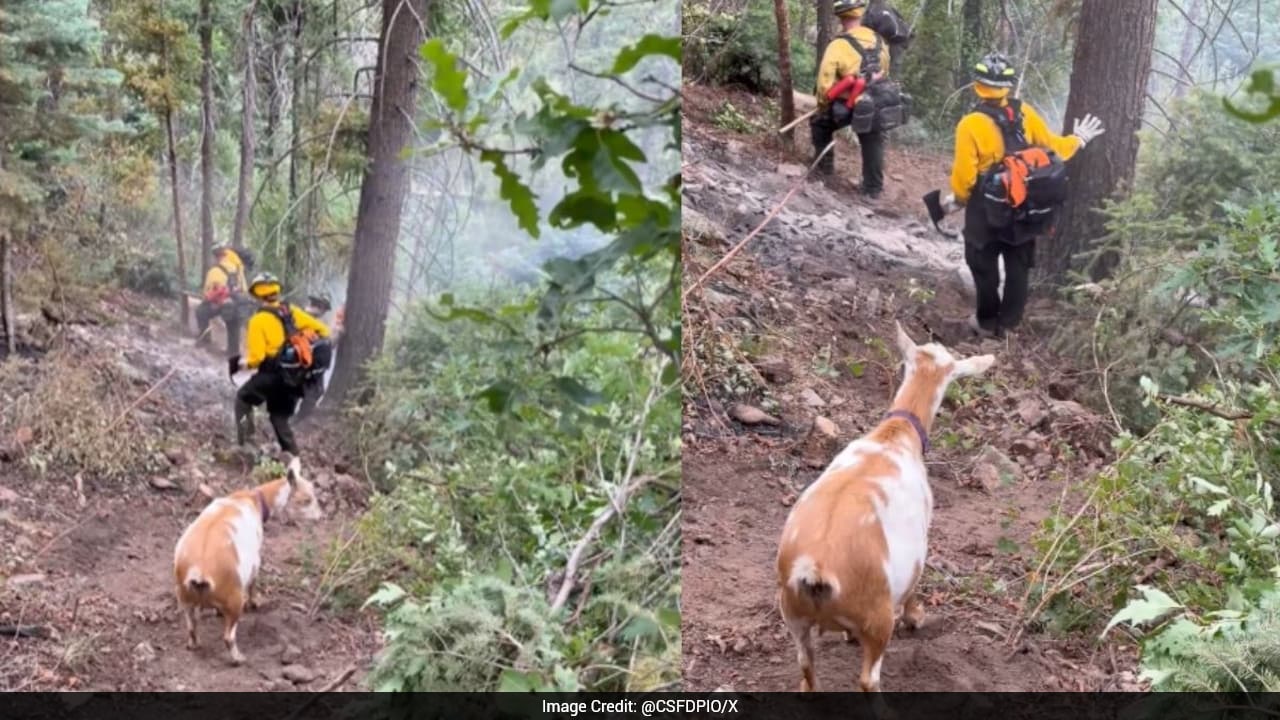 Goat turns unexpected guide, helps firefighters find route to wildfire ...