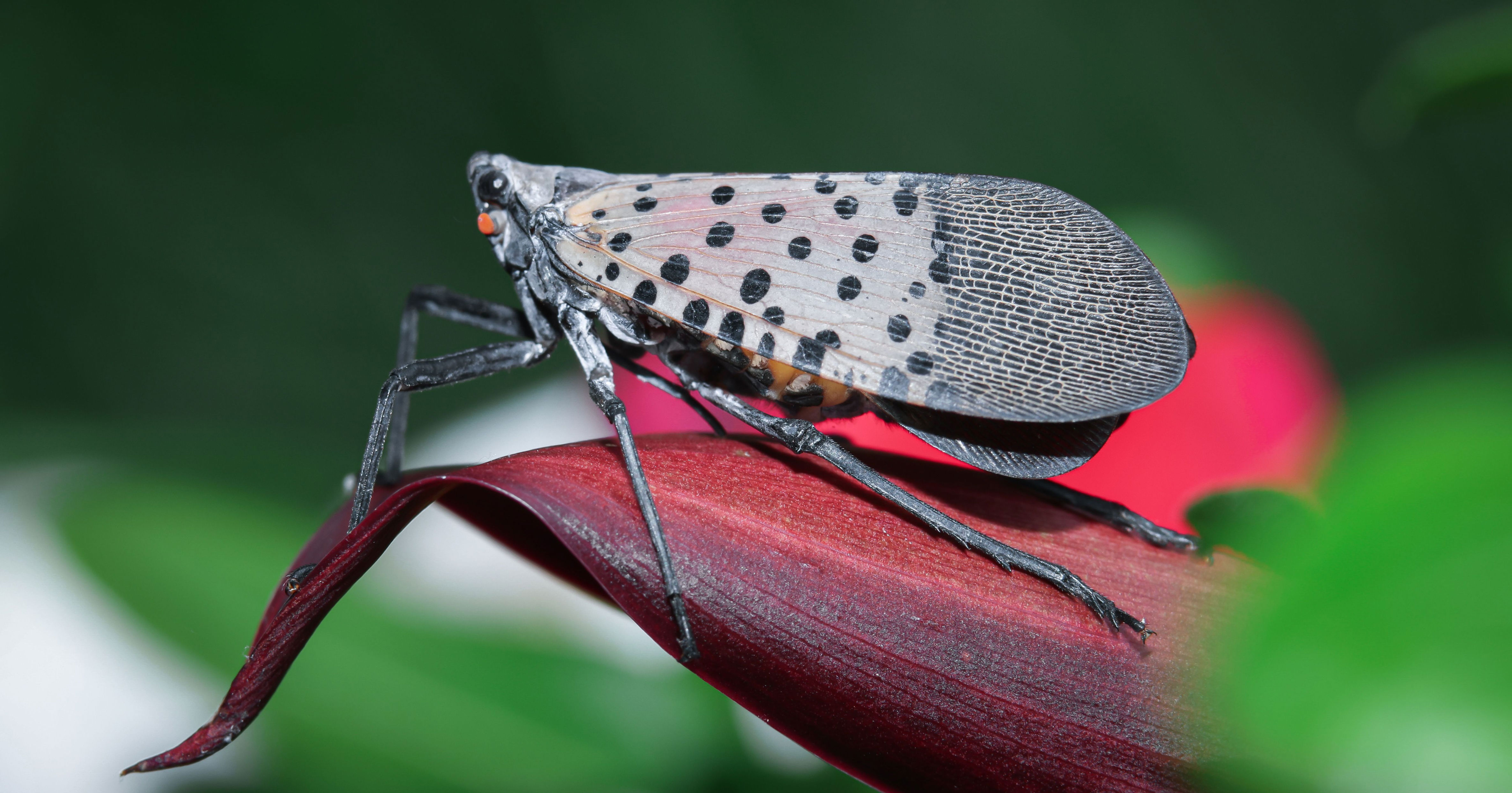 Invasive insect could become backyard nuisance in Michigan