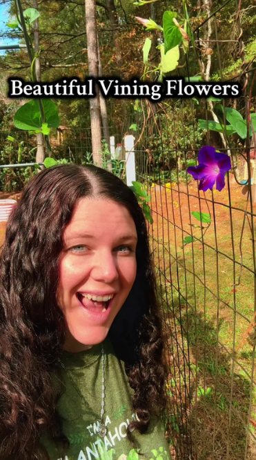 simple-morning-glory-care-tips-for-vibrant-flowers