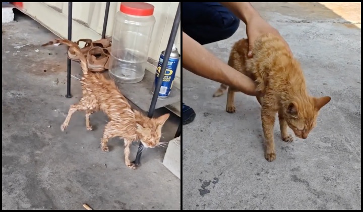 Mimi the container cat who took an unplanned trip from Japan actually ...