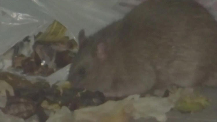 Central District Health allocates funds for rat prevention
