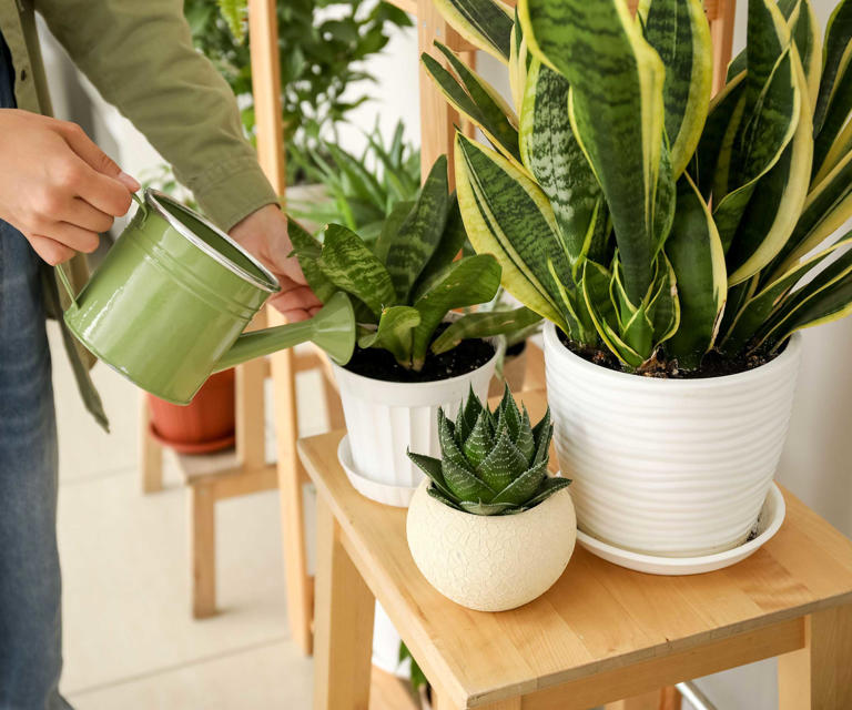 Nothing I tried stopped fungus gnats until I made these 5 changes: My ...