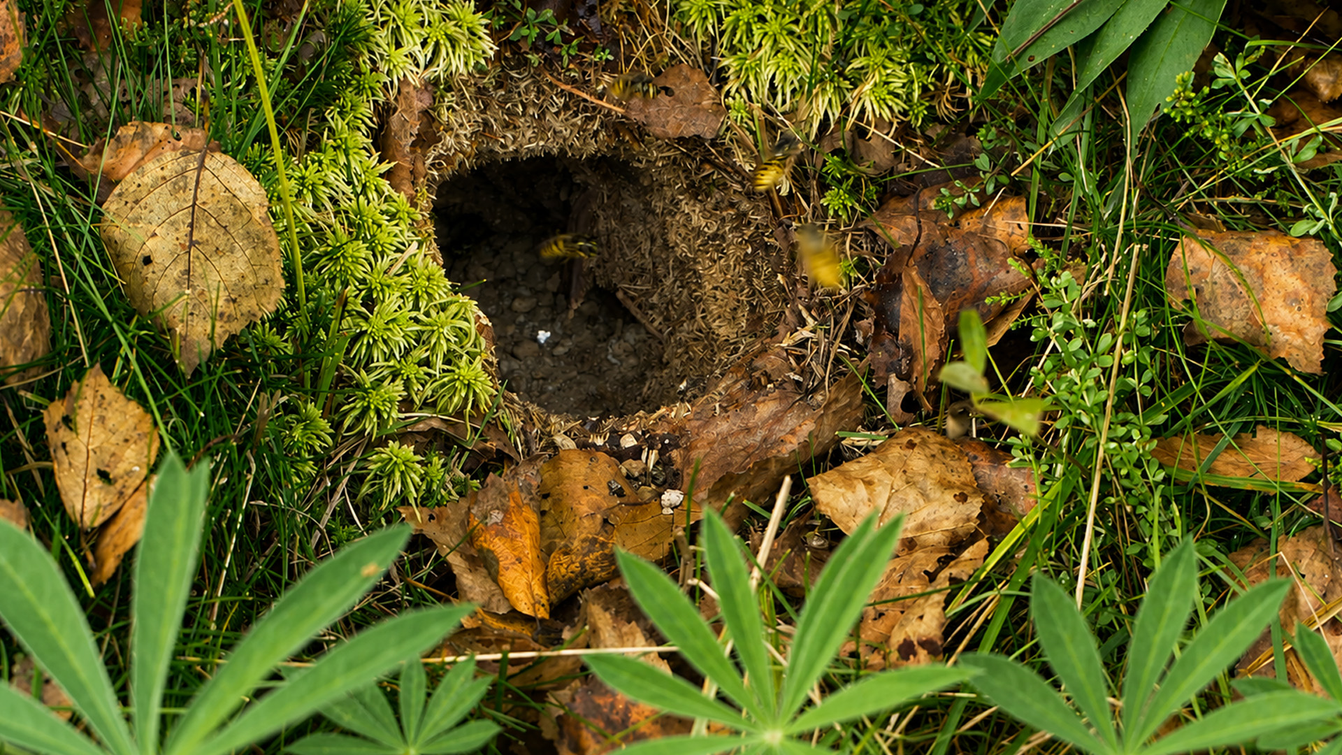 Wildlife camera records the daily life of ground-nesting wasps