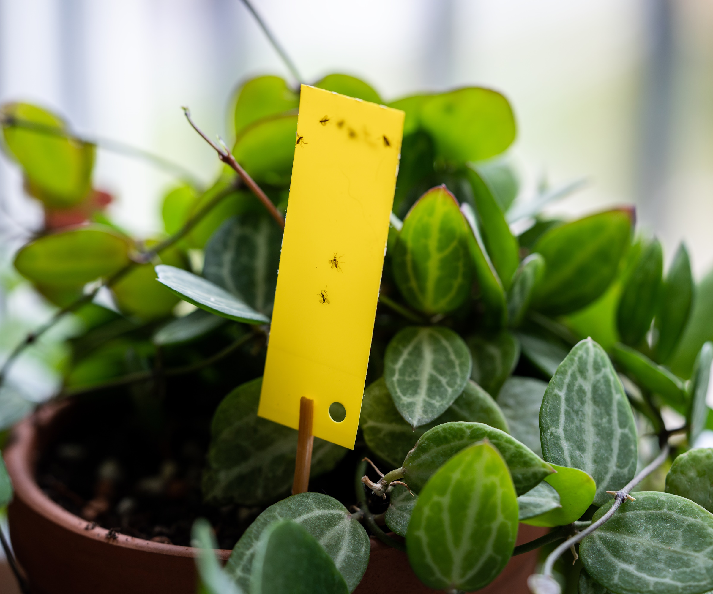 Sticky fly trap