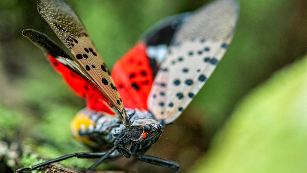 Fetterman, McCormick introduce legislation to stop spread of spotted lanternfly