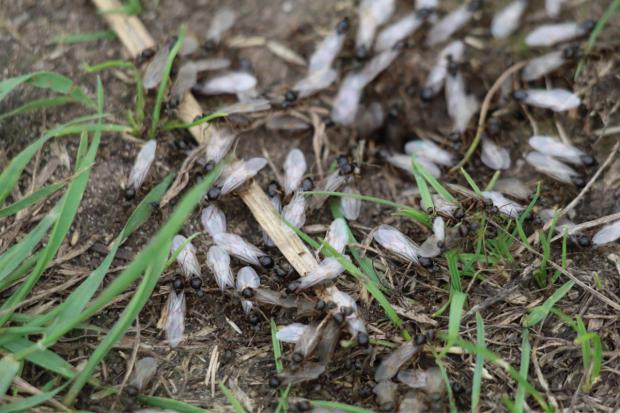 Do flying ants bite people when Flying Ant Day natural phenomenon occurs?