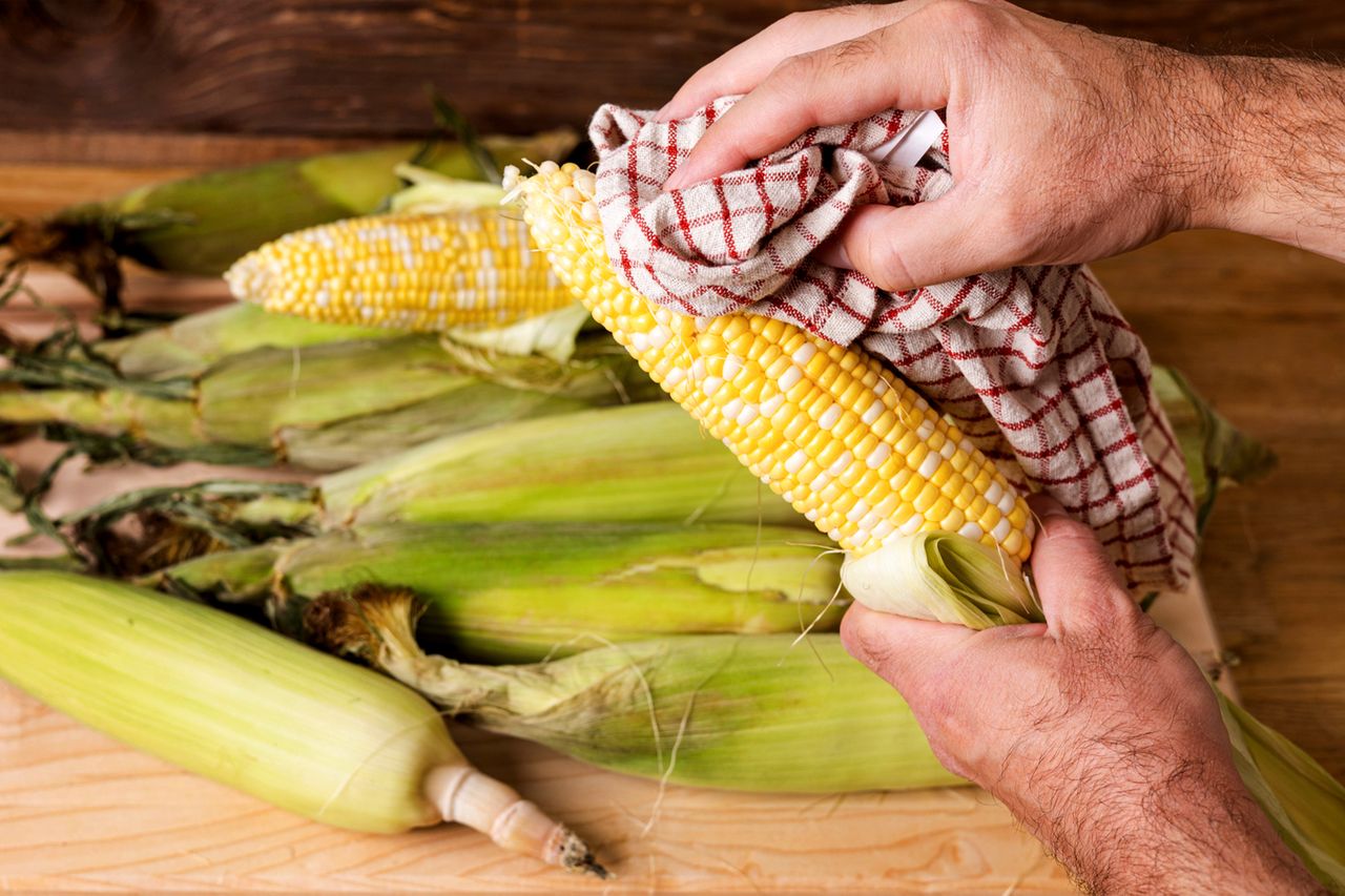 Hands cleaning an ear of corn with a cloth other corn ears below