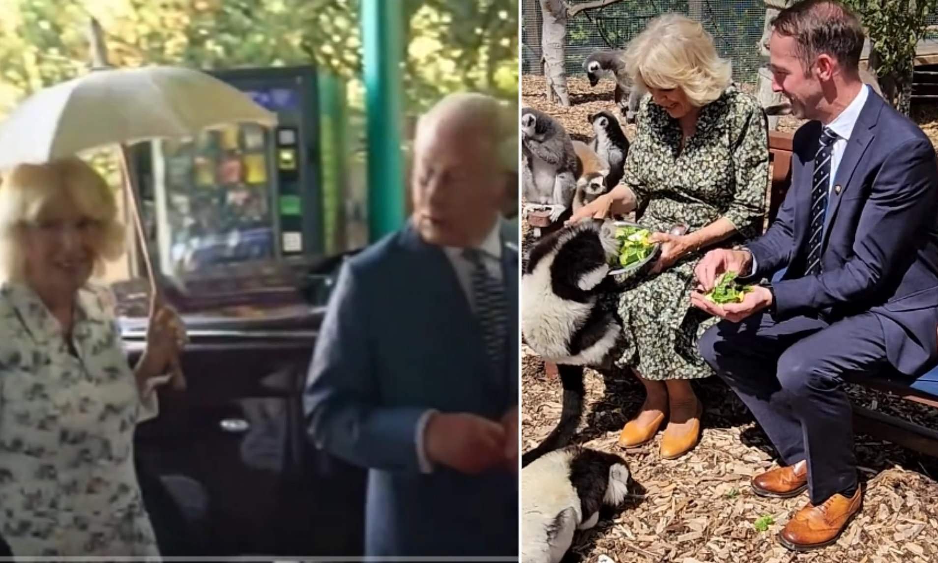 Charles playfully dodges Camilla's umbrella at London Zoo - before Queen feeds lemurs