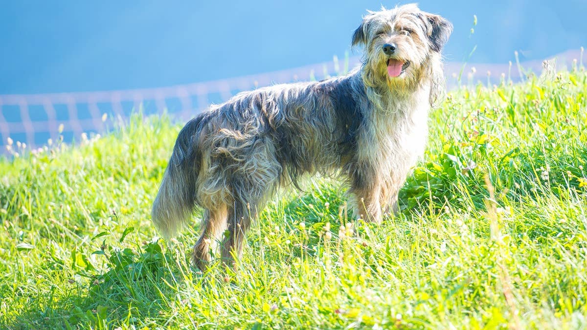 bergamasque-shepherd-dog-in-the-meadow-controls-the-cows