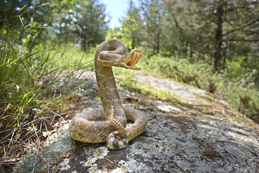 Man bit by rattlesnake in California barely survives after 54 antivenom doses
