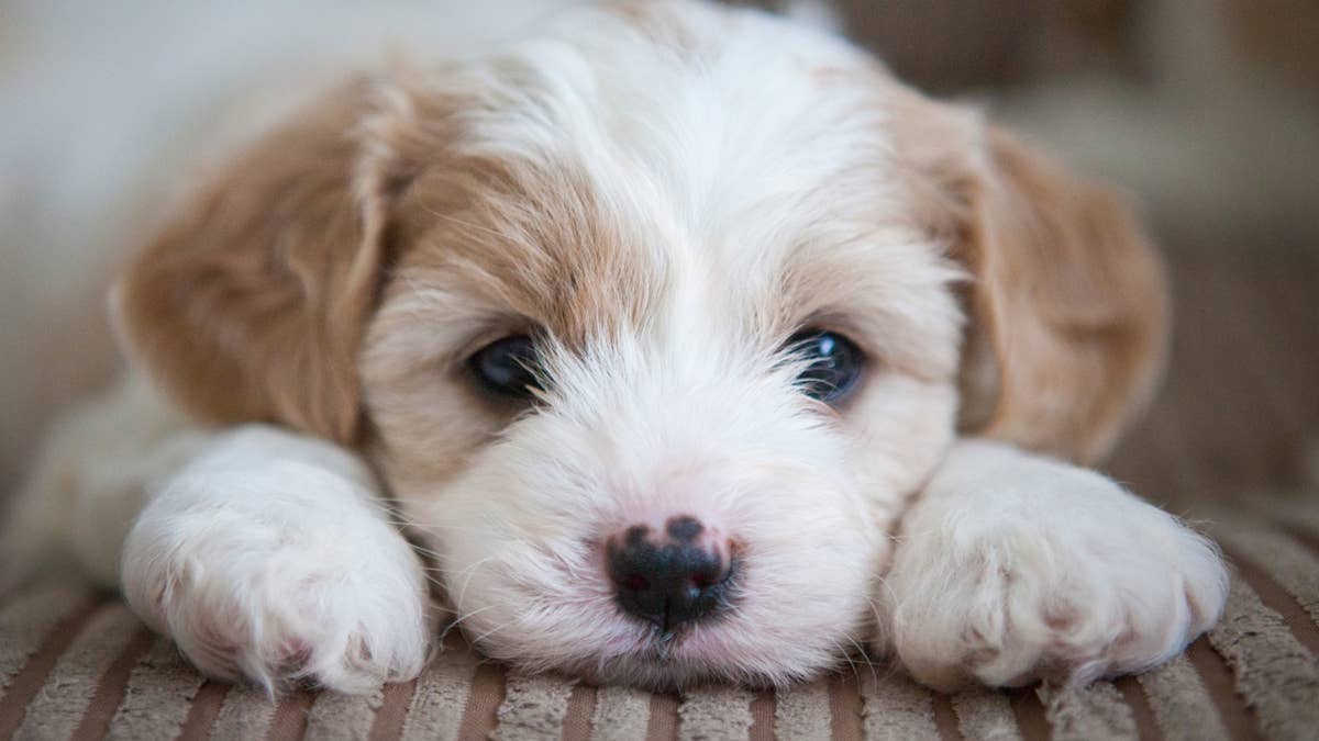 7 Calmest Dog Breeds, According to Experts