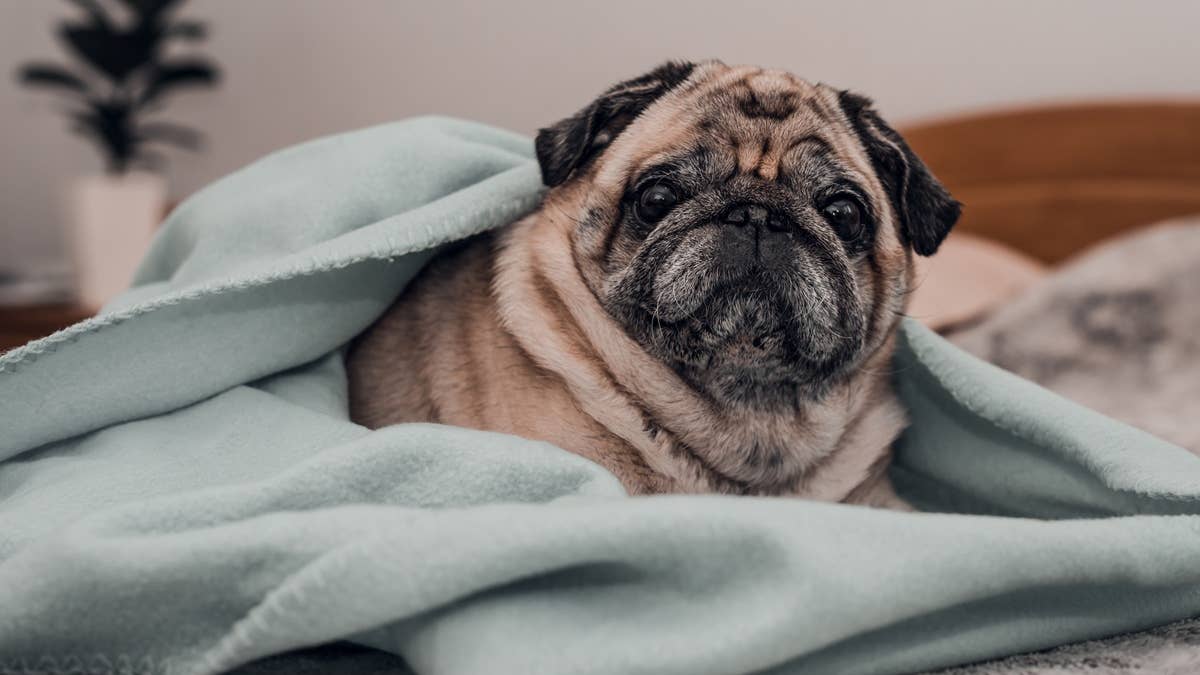 senior-pug-dog-wrapped-on-blanket-and-relaxing-on-the-bed-at-home