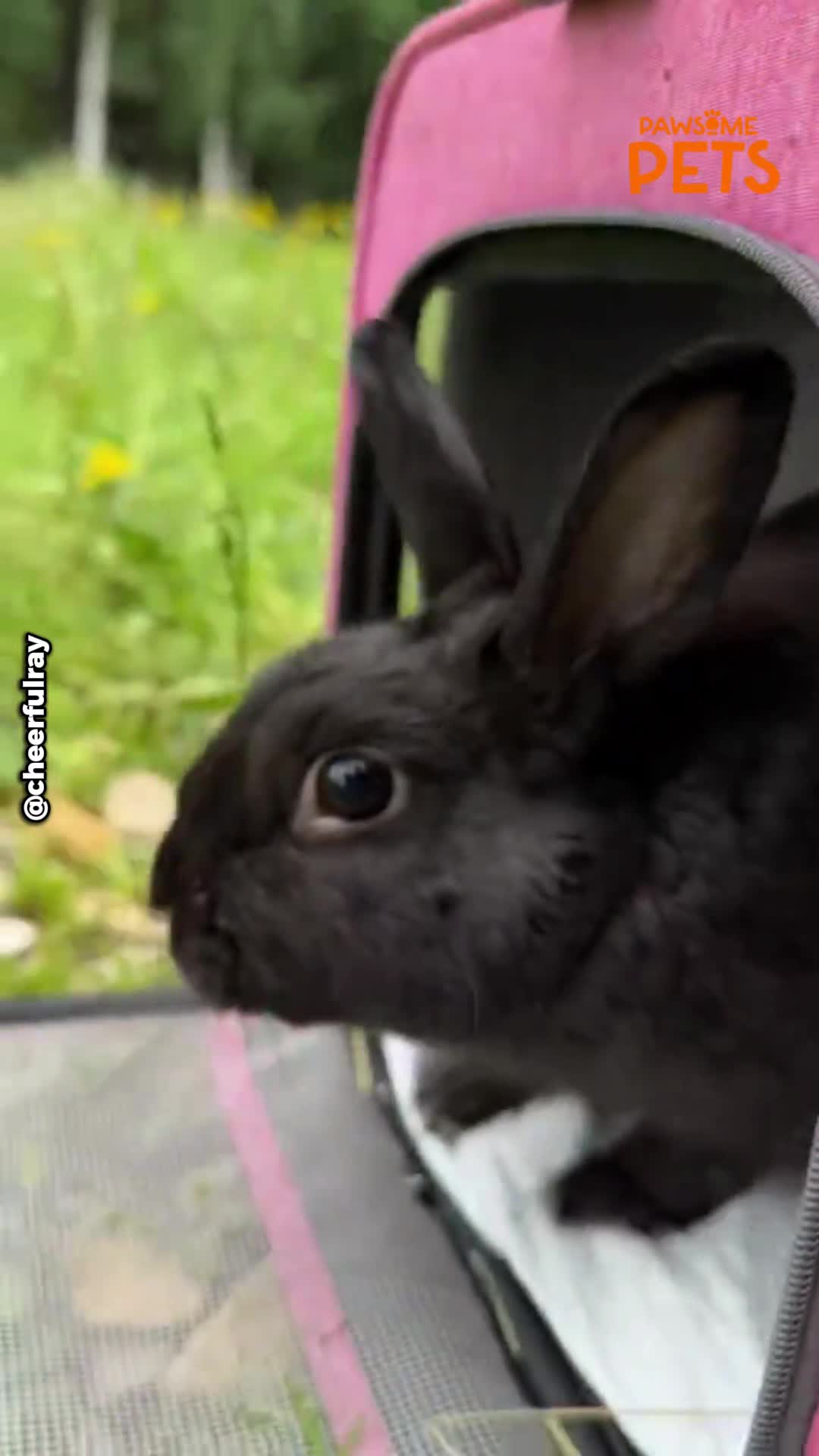 Unlikely animal friendship goes viral
