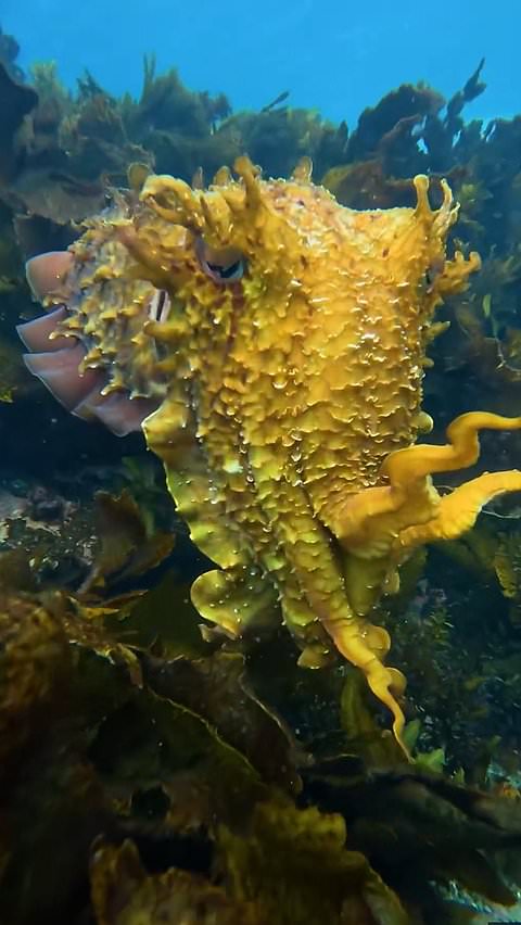 Incredible cuttlefish changes color in seconds