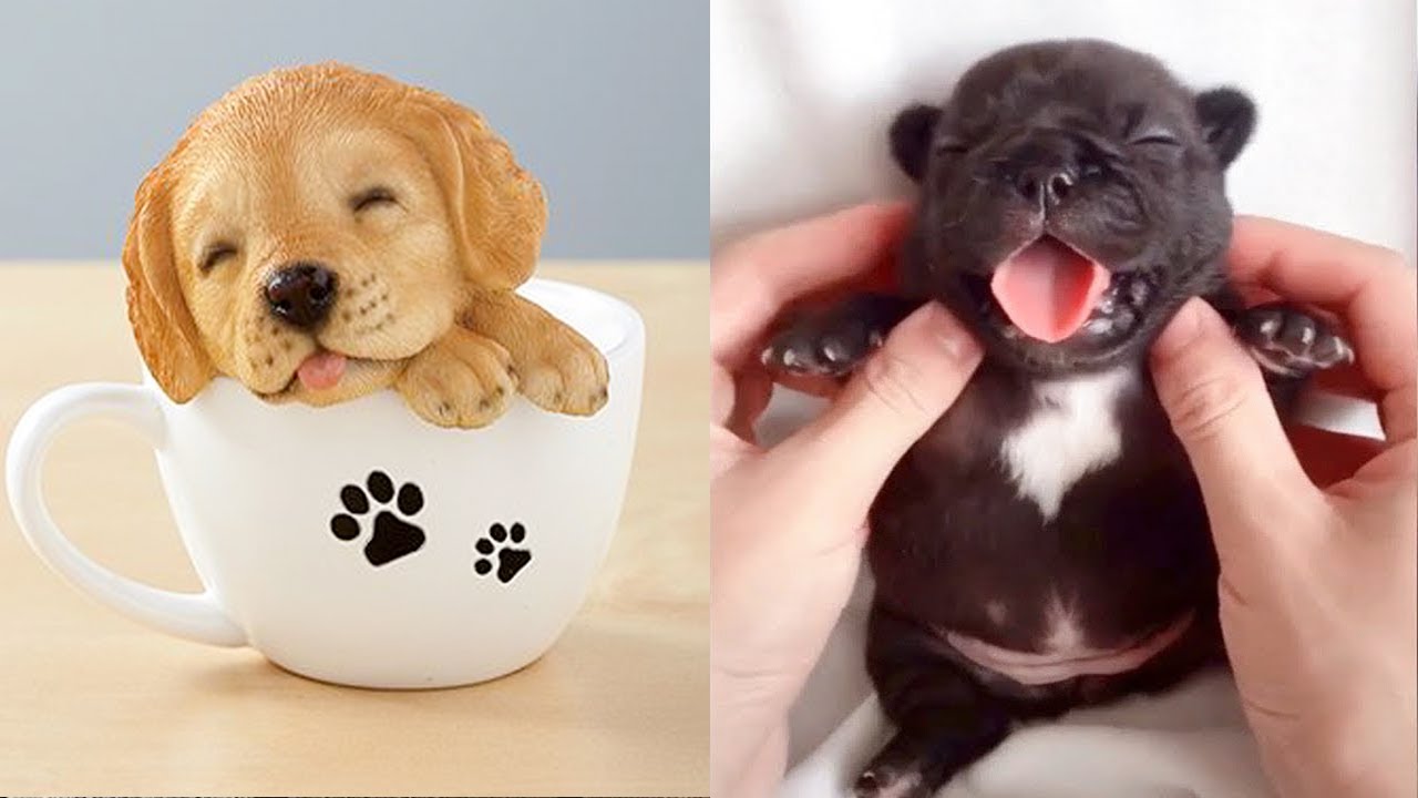 Sleepy tiny puppies with adorable expressions