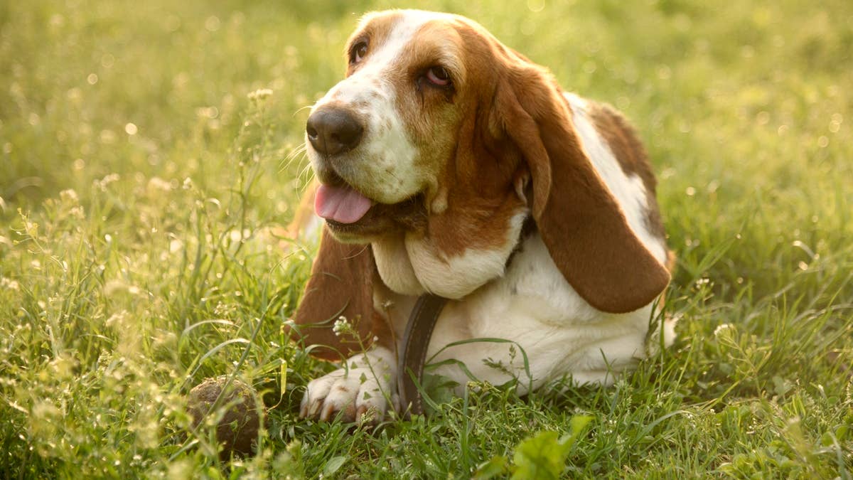 dog-portrait