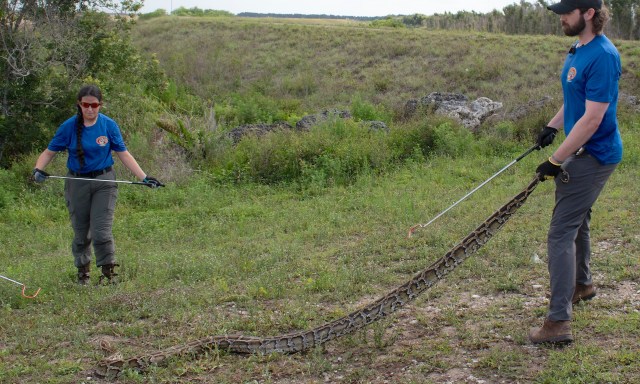 Florida's python-hunting 'Super Bowl' begins Friday, with $25,000 up ...