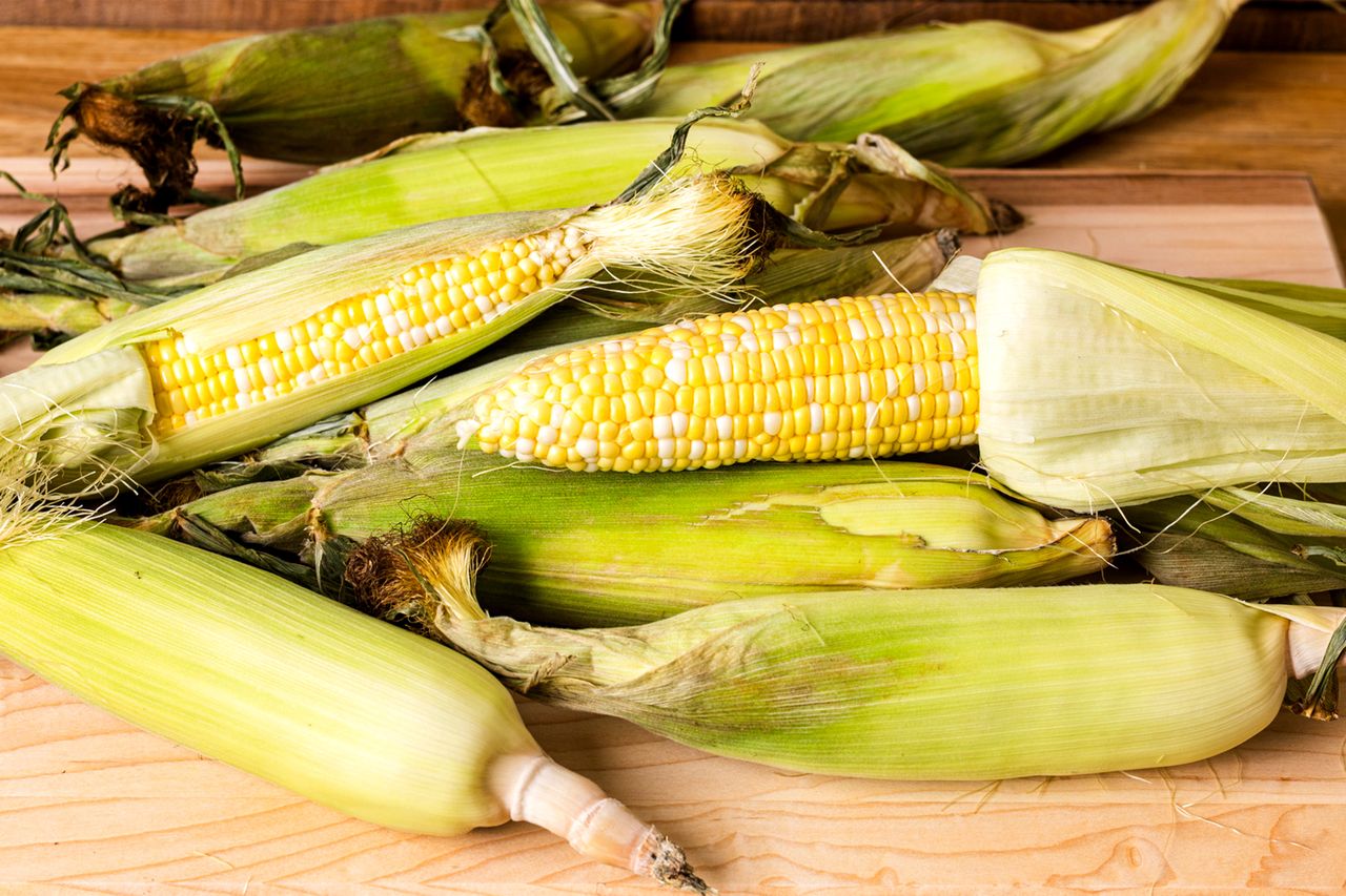 Several ears of fresh corn partially husked displayed on a wooden surface