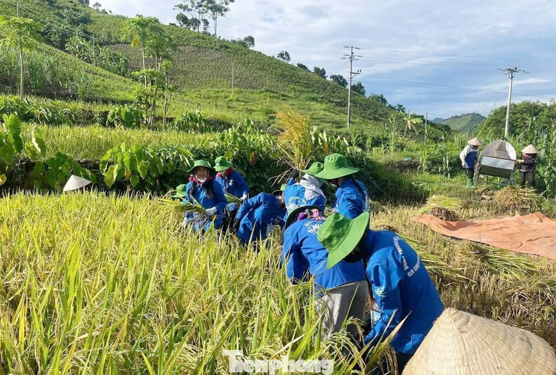 Thanh niên tất bật giúp người dân gặt lúa, chạy lũ