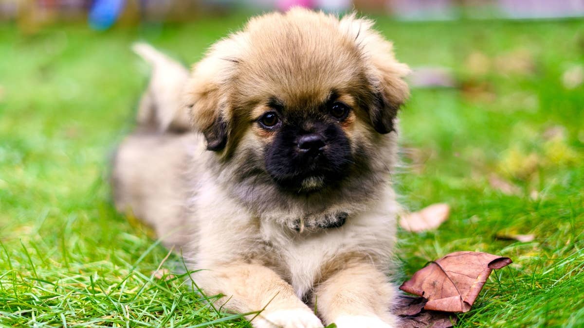 tibetan-spaniel-puppy-plays-in-autumn-leaves
