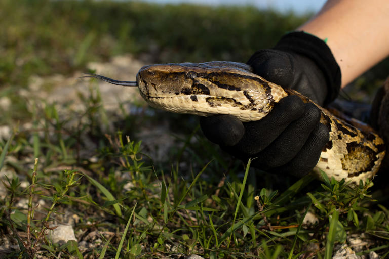 2026 Florida Python Challenge starts today: What to know