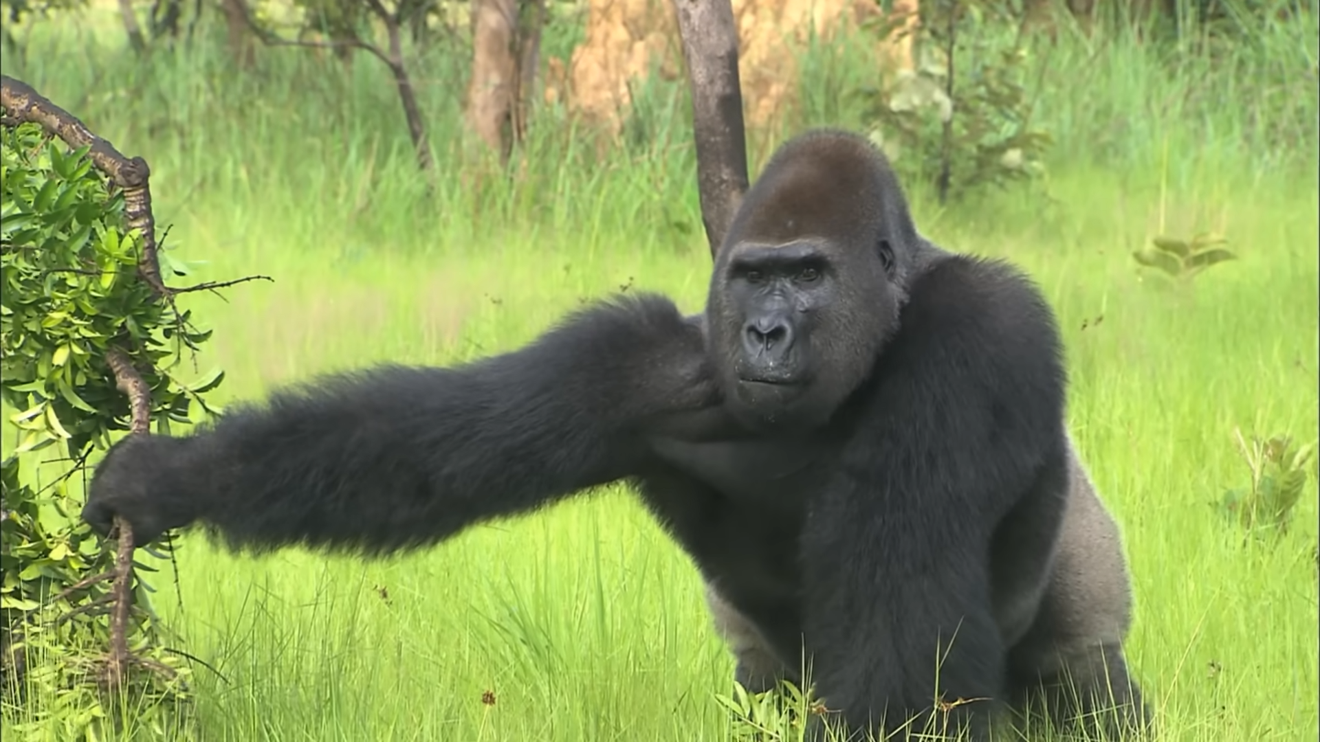 Watch chimpanzees hunt monkeys through the forest canopy